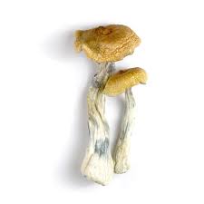 Buy hawaiian magic mushrooms Canada