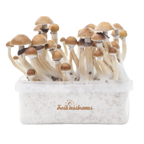 Fresh Mushrooms grow kit McKennaii